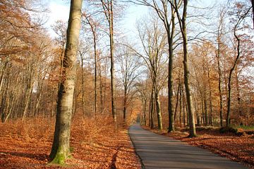 Veluwe in herfsttooi.