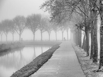 Misty tree avenue