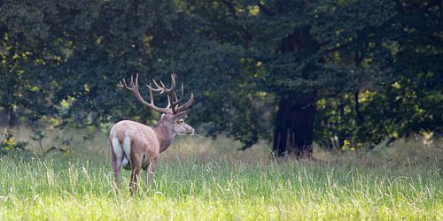 Edelhert in het bos