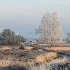 Winterse heuvelrug met berijpte bomen van Karla Leeftink