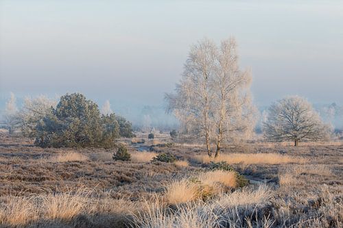 Winterse heuvelrug met berijpte bomen