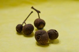 Allspice on Yellow by Iris Holzer Richardson