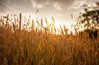 Graan bij zonsondergang