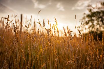 Grain at sunset by Wietse de Graaf