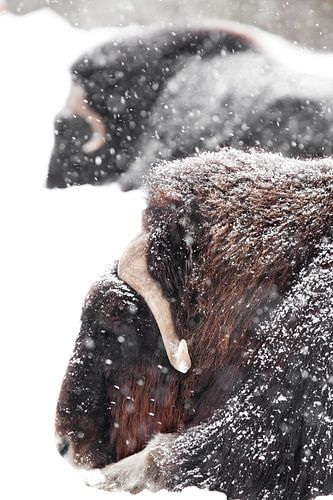 Krachtige gehoornde hoofden van twee muskusossen close-up. harige muskusossen onder zware sneeuwval 