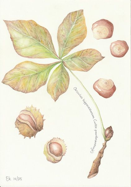 Rosskastanie von Esthers Nature Studio