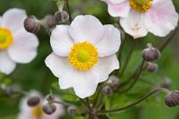 Japanese anemone white with pink