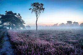Bruyère de Strijbeek