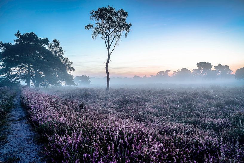 Strijbeek heathland by Peter Smeekens