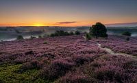 Paarse heide by Patrick Rodink thumbnail