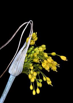 Bloemknop van Allium flavum van Bartel van den Berg