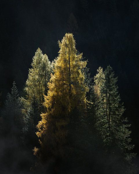 Herfstkleuren in de Dolomieten - Kust met naaldbomen van Robin Gooijers | Fotografie