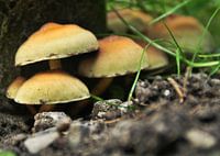 Paddestoelen