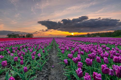 Tulpenveld Flevopolder