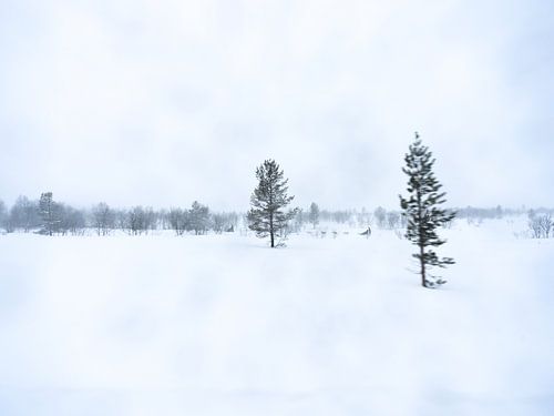 Bark Bark, le plaisir de la neige