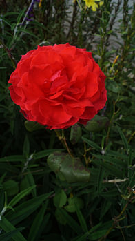 Une rose rouge éclatante en pleine floraison