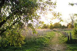 Sunbeams at a romantic path during sunset by Daphne Dorrestijn
