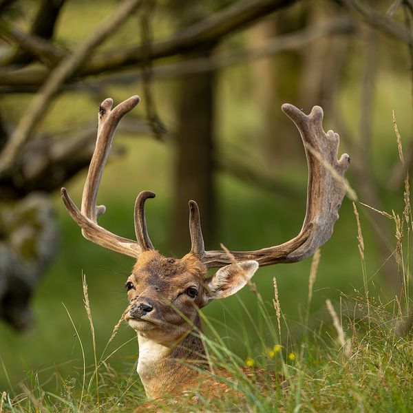 Looking around Fallow deer among the trees by Luuk Kuijpers