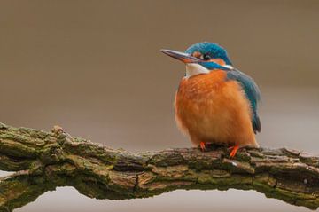 IJsvogel... van Hermen van Laar