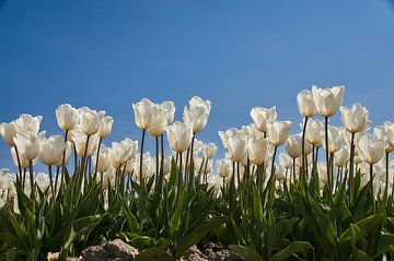 Witte tulpen van Ad Jekel