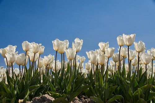 Witte tulpen