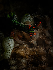 Nembrotha kubaryana von Enak Cortebeeck