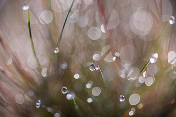 Sparkling Drops  by Boris de Weijer