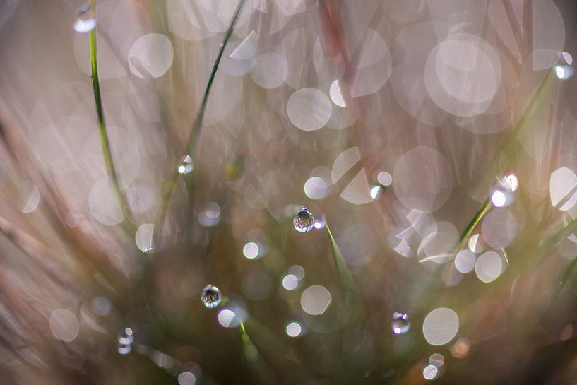 Sparkling Drops  par Boris de Weijer