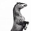 Rising Welsh Cob / Niederlande / Pferd / Tierfotografie / Kraftvolles Schwarzweißbild von Jikke Patist