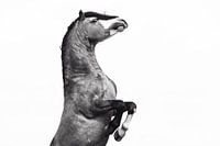 Rising Welsh Cob / Pays-Bas / Cheval / Photographie animalière / Puissante image en noir et blanc