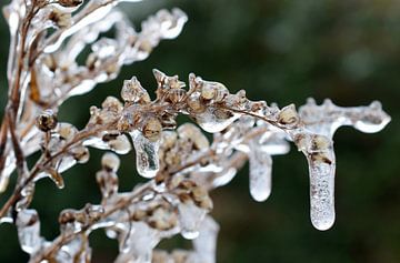 Bevroren bloemen in de winter (vorst).