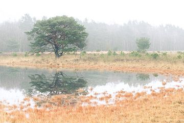 Hasselsvennen Leenderbos von GoWildGoNaturepictures