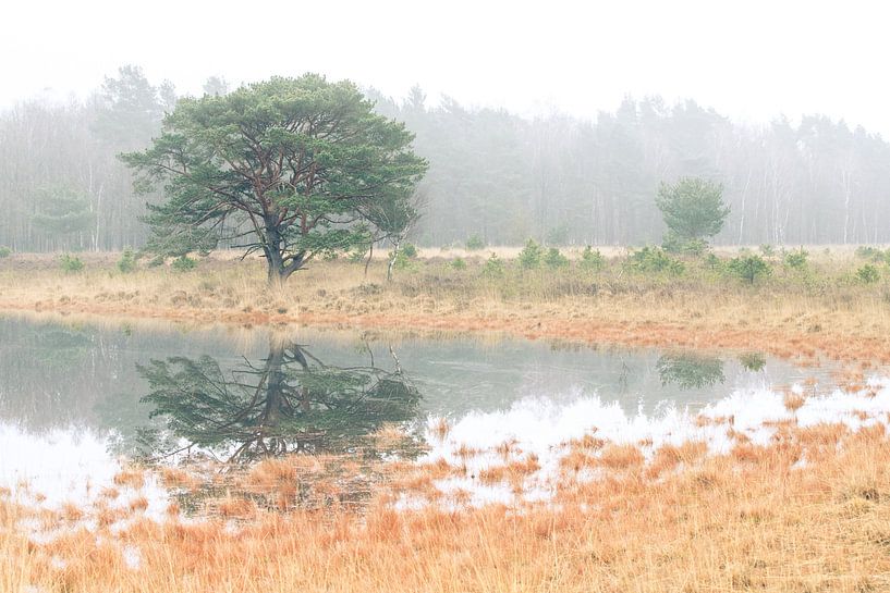 Hasselsvennen Leenderbos van GoWildGoNaturepictures