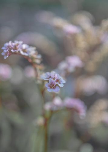 bloemen part 122