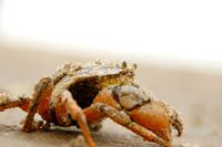 Krab
