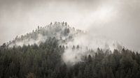 Der Nordschwarzwald von Severin Frank Fotografie Miniaturansicht