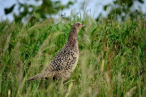 Een fazant in het gras
