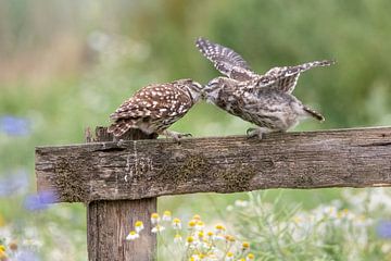 Voedermomentje bij de steenuilen