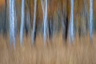 Abstract berkenbomen en herfst van Sander Grefte thumbnail