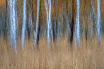 Herbstfarben und Birkenbaum