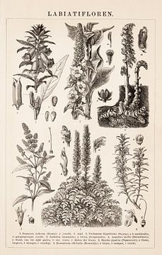 Botanical print Labiatifloren by Studio Wunderkammer
