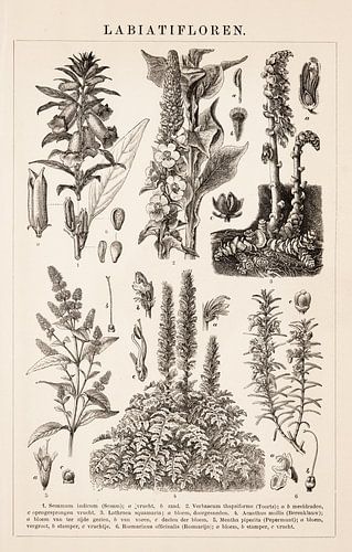Botanischer Druck Labiatifloren
