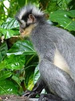 Leaf monkey
