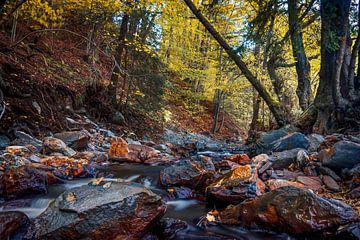Herbstlicher Fluss Tros Marets bei Malmedy von Peschen Photography
