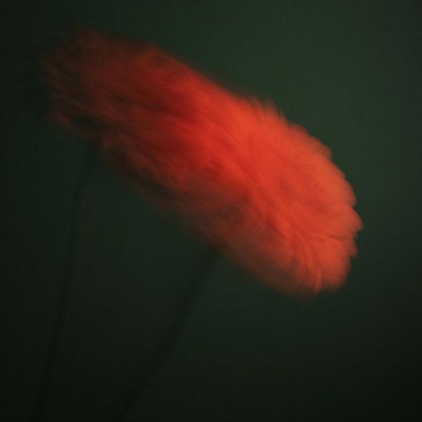 Rotierende orangefarbene Gerbera von Judith van Gestel