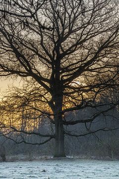 Great oak by Hans Monasso