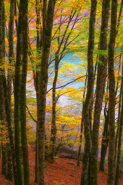 Couleurs Irati par Lars van de Goor