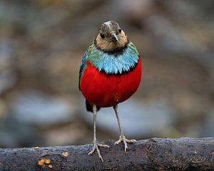 Ein Sulawesipitta im Wald von Tomohon, Nordsulawesi