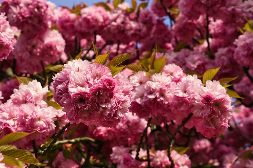 Prunus serrulata in spring sunshine by Joran Quinten