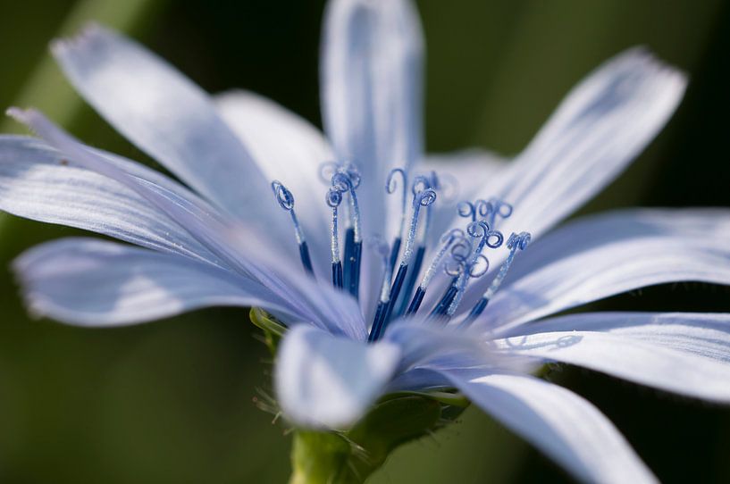 Meeldraden close-up par Ingrid Ronde
